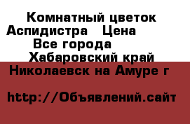 Комнатный цветок Аспидистра › Цена ­ 150 - Все города  »    . Хабаровский край,Николаевск-на-Амуре г.